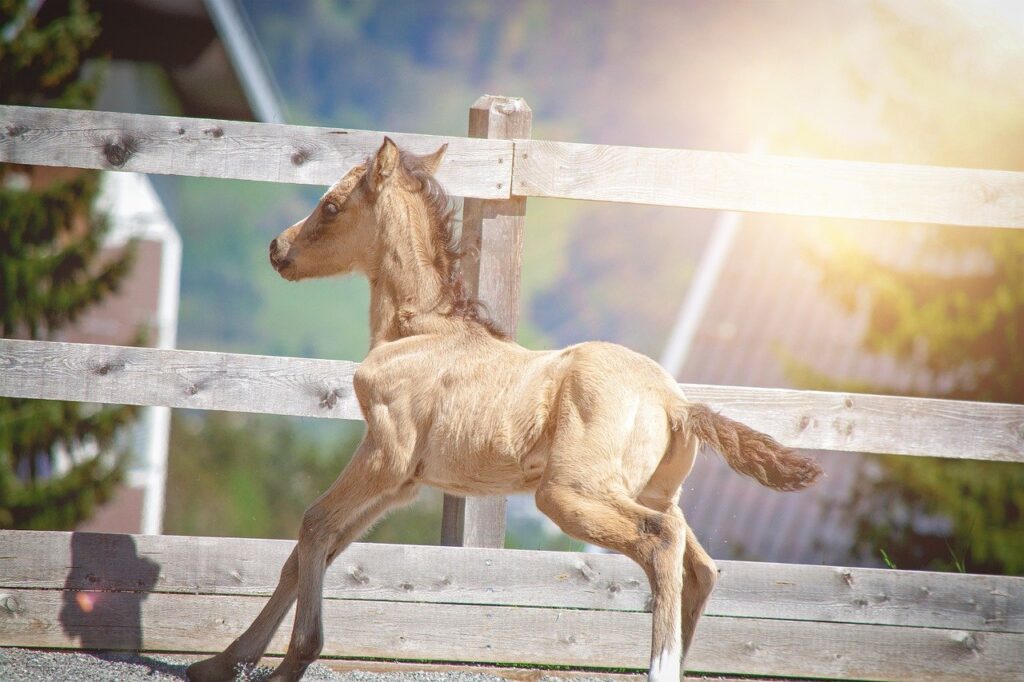Foal Horse Ranch Small Horse  - Pezibear / Pixabay