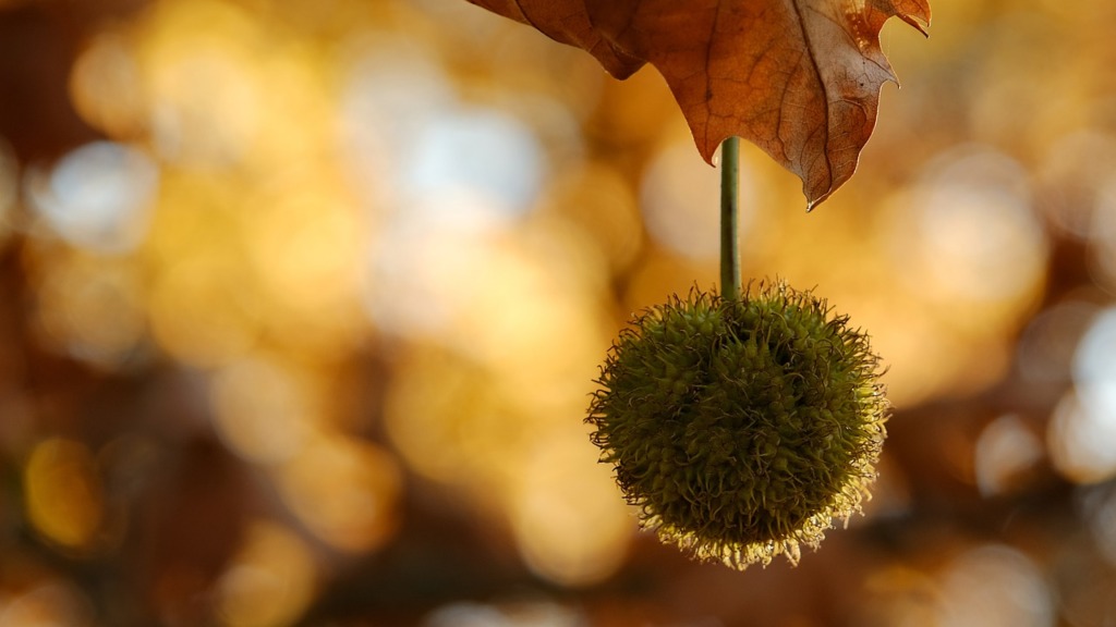 Foliage Sycamore Tree Autumn Rain  - NIL-Foto / Pixabay