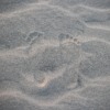 Footprints Sand Beach Steps  - chidung2212 / Pixabay