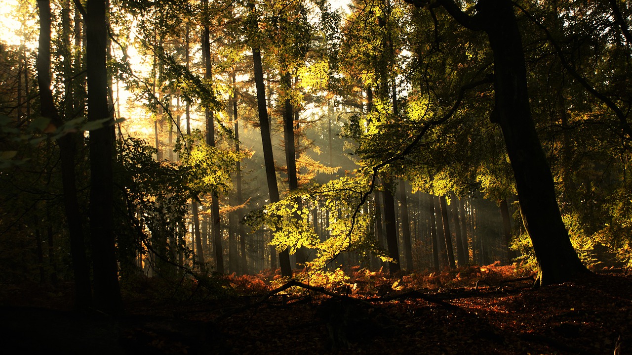 Forest Autumn Nature Leaves Fall  - FotoRieth / Pixabay