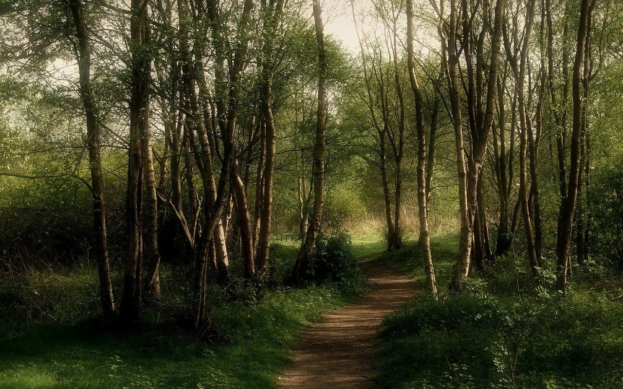 Forest Japan Dark Mystical Trees  - selltoworld777 / Pixabay