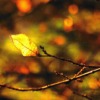 Forest Leaf Branches Winter  - Mylene2401 / Pixabay