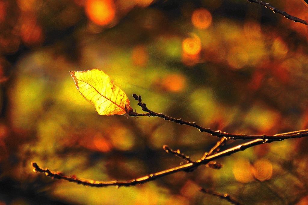 Forest Leaf Branches Winter  - Mylene2401 / Pixabay
