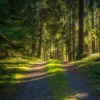 Forest Path Trees Nature Outdoors  - LNLNLN / Pixabay