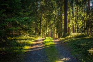 Forest Path Trees Nature Outdoors  - LNLNLN / Pixabay