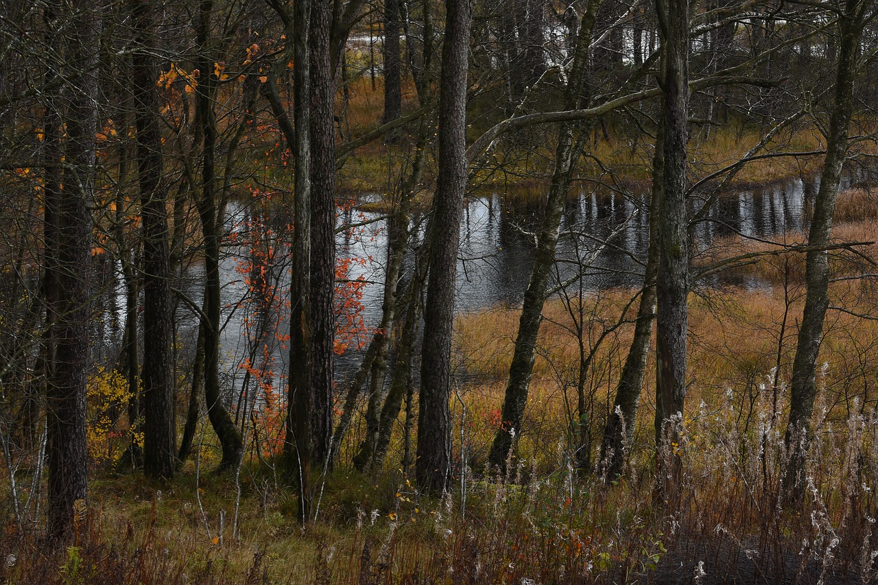 Forest River Autumn Fitjar Norway - romafjar / Pixabay