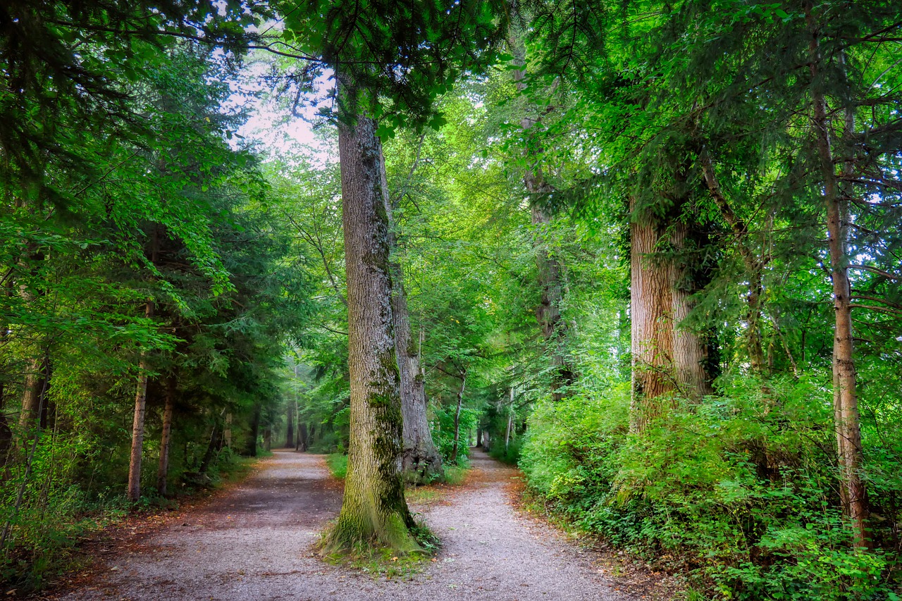 Forest Trail Fork In The Road Path  - fietzfotos / Pixabay