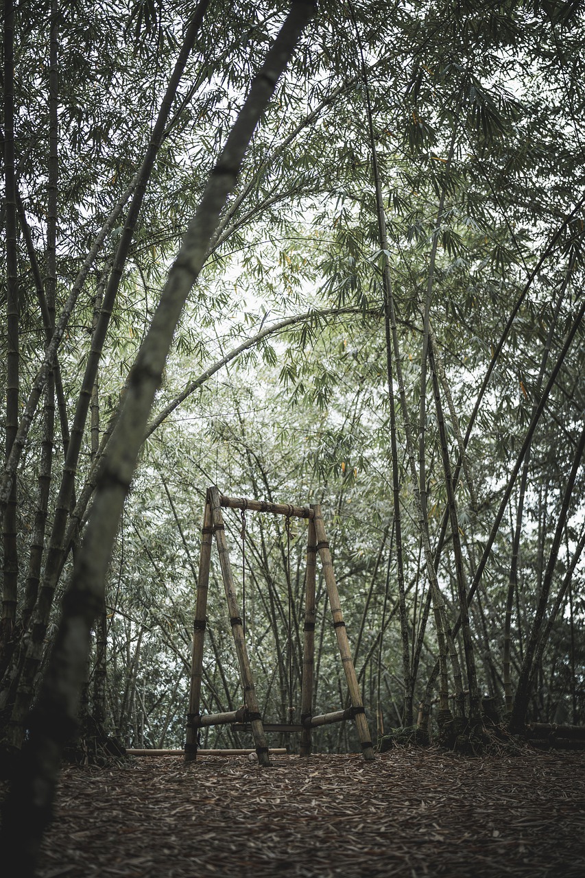 Forest Trees Bamboo Plants Nature  - tianya1223 / Pixabay