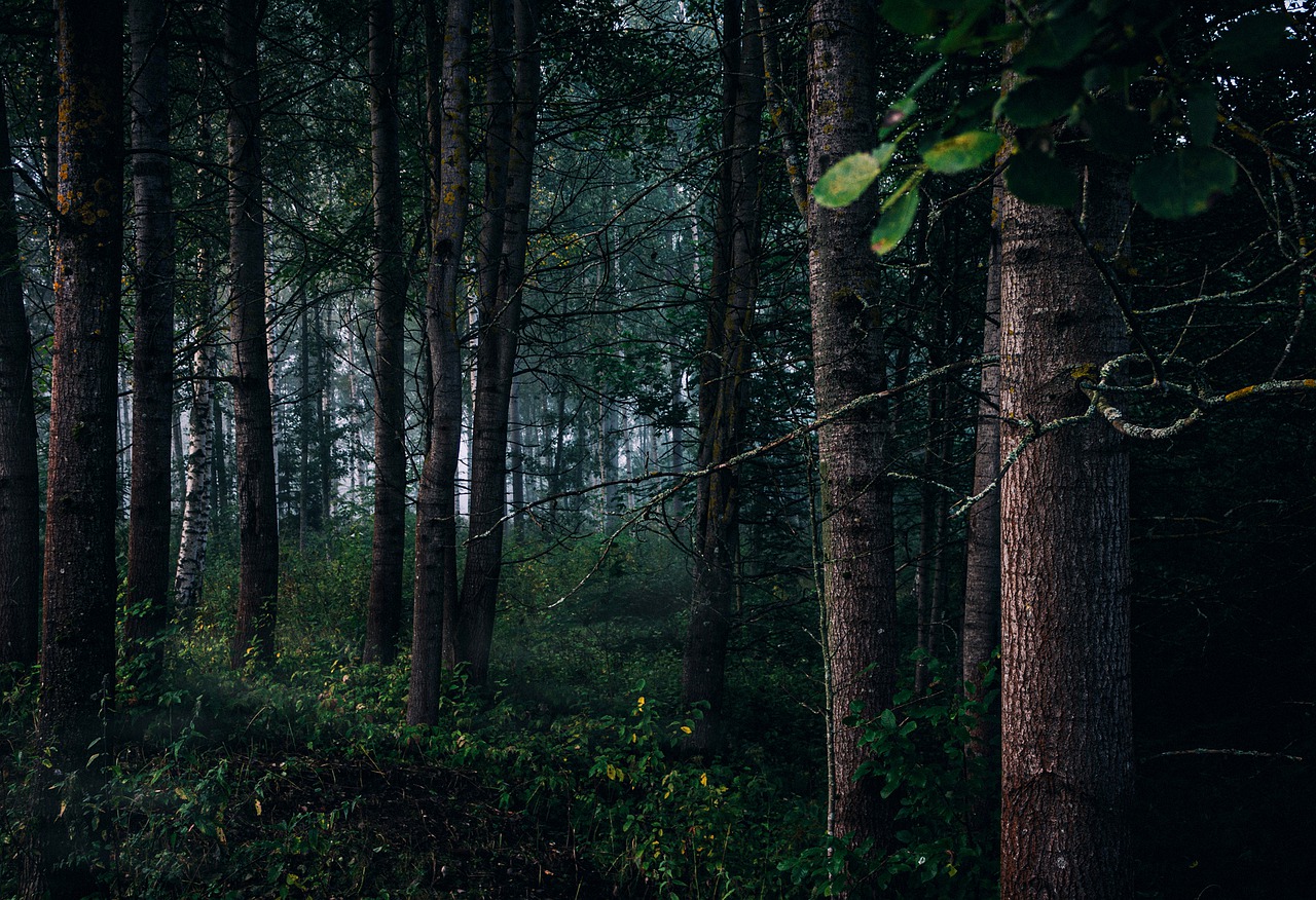Forest Trees Nature Landscape  - jrydertr / Pixabay