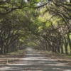 Forest Trees Road Path Avenue  - Nurunnobi / Pixabay