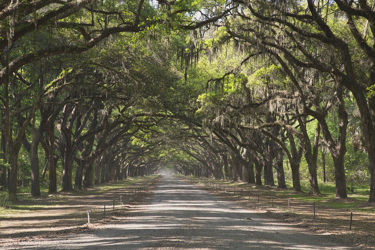 Forest Trees Road Path Avenue  - Nurunnobi / Pixabay
