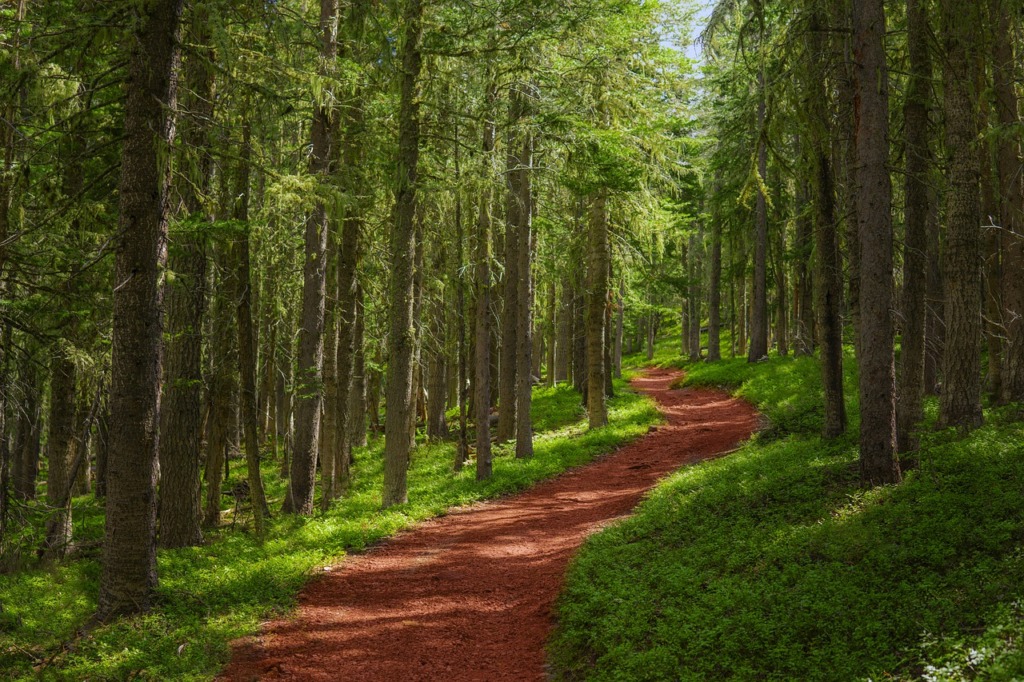 Forest Trees Woods Wilderness  - JoshuaWoroniecki / Pixabay