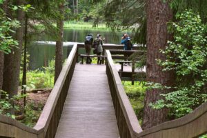 Forest Wooden Bridge Bridge Way  - Nowaja / Pixabay