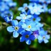 Forget Me Nots Flowers Plant Petals  - MrGajowy3 / Pixabay