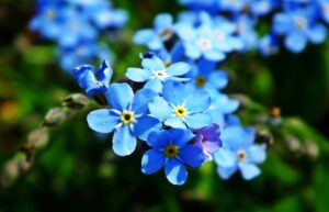 Forget Me Nots Flowers Plant Petals  - MrGajowy3 / Pixabay