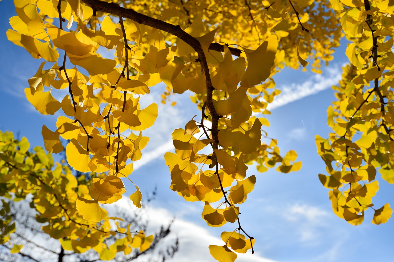 Former Master Of The Road Ginkgo - Shun1Koz / Pixabay