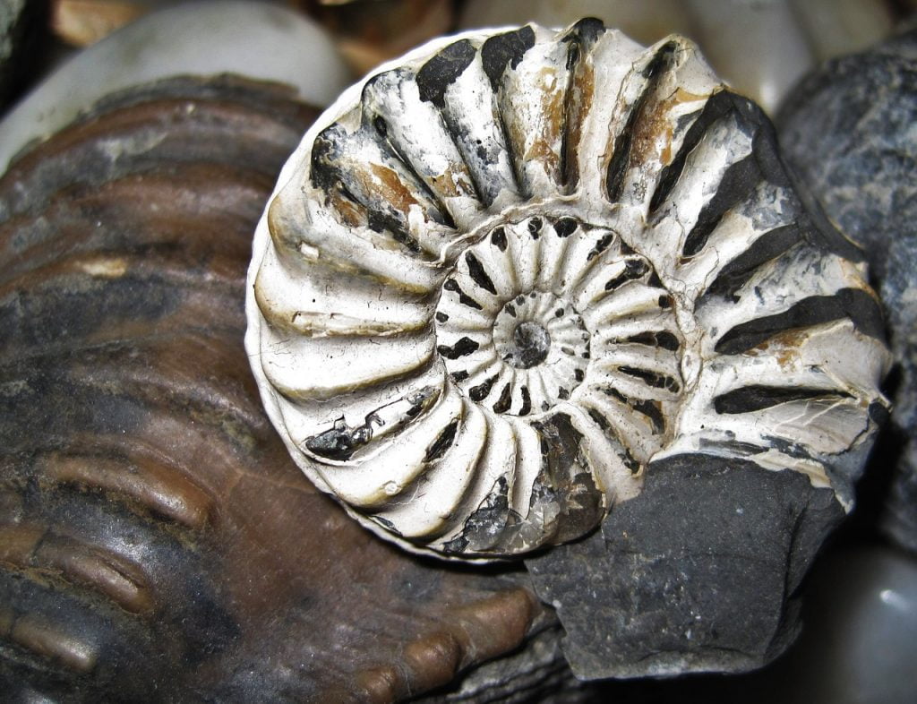 Fossil Nautilus Fossil Petrification  - ASSY / Pixabay