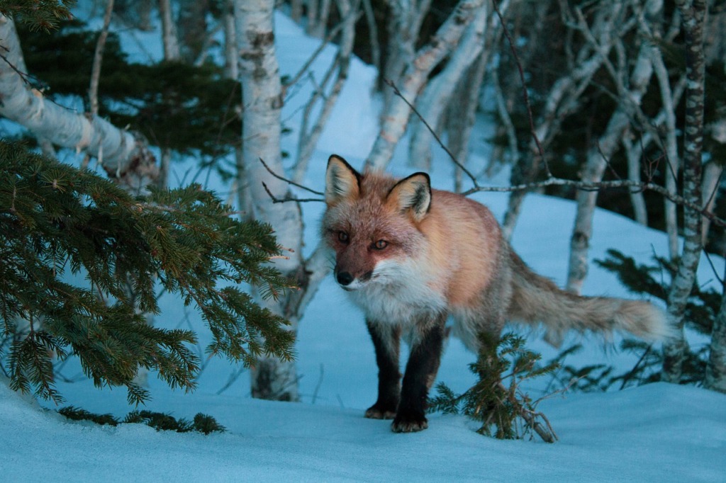 Fox Animal Canine Mammal Wildlife  - assoxxx90 / Pixabay