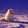 fox arctic animal snow field 1758183