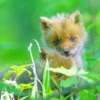 Fox Japan Hokkaido Wildlife Wild  - makieni777 / Pixabay