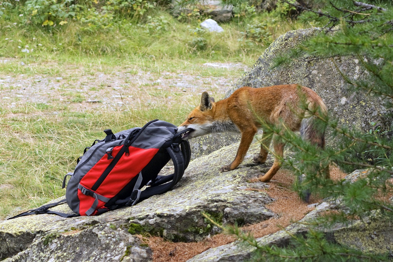 Fox Red Fox Animal Nature Wild  - Camera-man / Pixabay