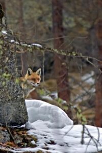 Fox Red Fox Animal Nature Wild  - Camera-man / Pixabay