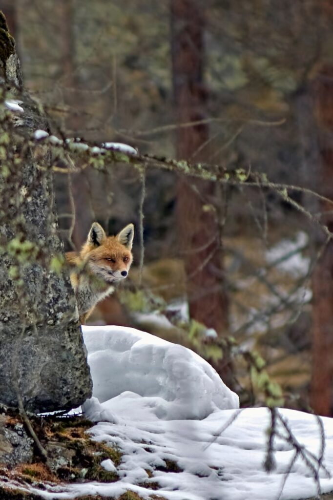Fox Red Fox Animal Nature Wild  - Camera-man / Pixabay