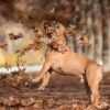 French Bulldog Animal Dog Mammal  - Freepics4you / Pixabay
