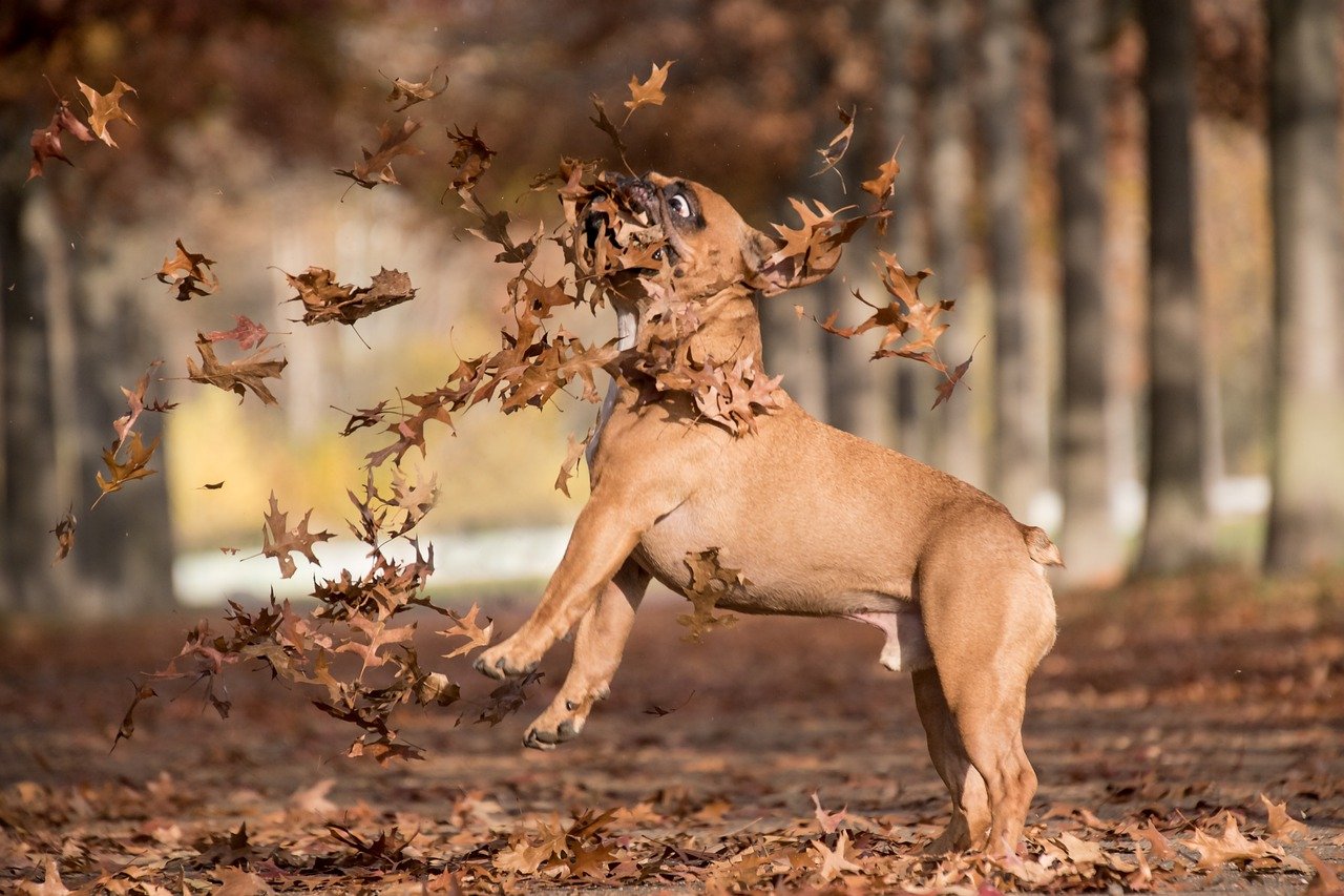 French Bulldog Animal Dog Mammal  - Freepics4you / Pixabay