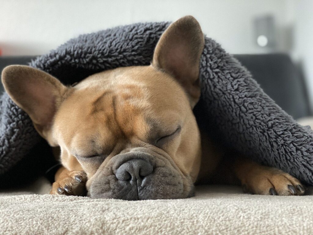 French Bulldog Dog Animal Sleep  - Mylene2401 / Pixabay
