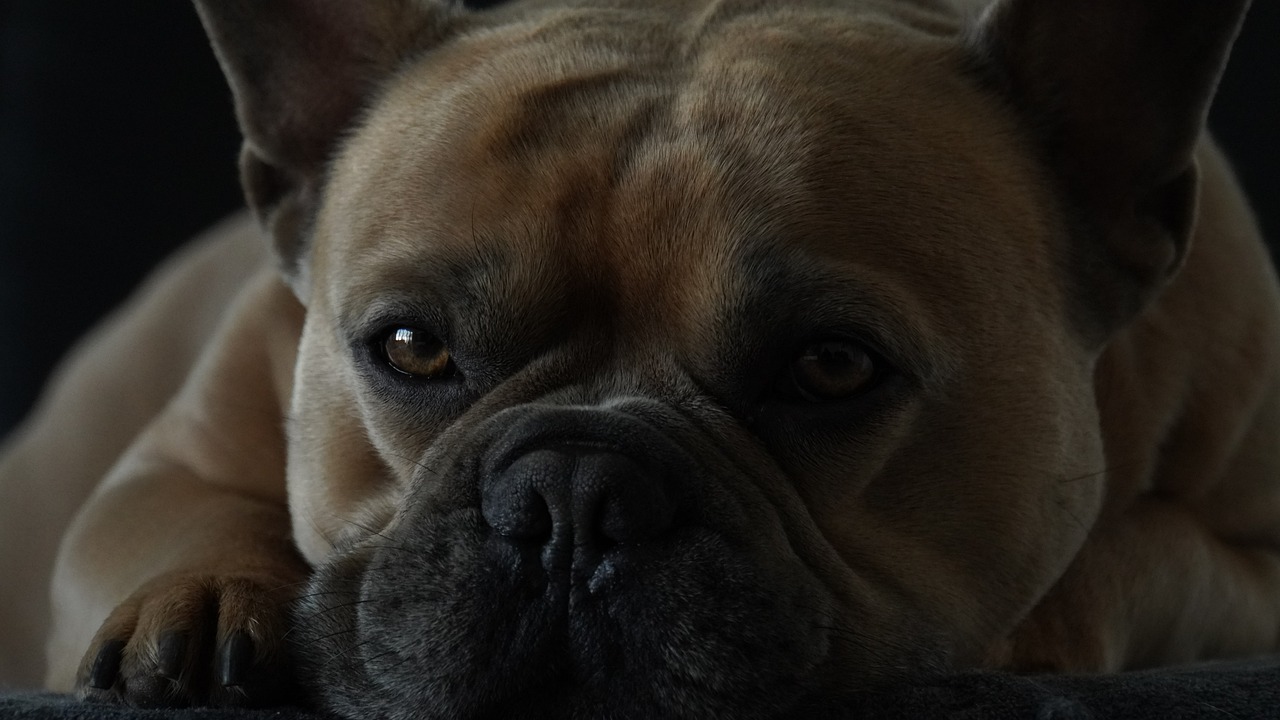 French Bulldog Dog Animal Snout  - Mylene2401 / Pixabay