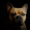 French Bulldog Dog Portrait  - Mylene2401 / Pixabay