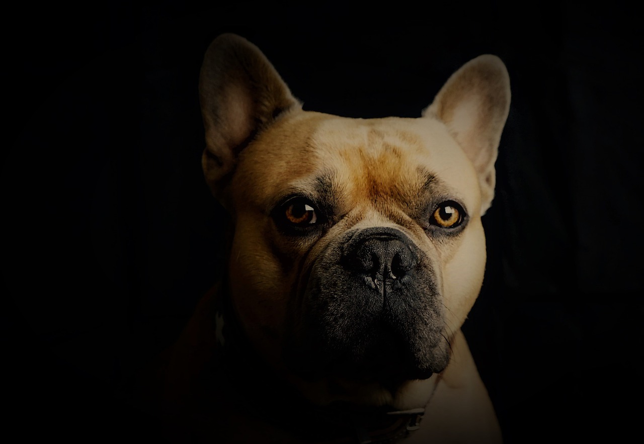 French Bulldog Dog Portrait  - Mylene2401 / Pixabay
