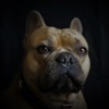French Bulldog Dog Portrait  - Mylene2401 / Pixabay