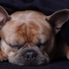 French Bulldog Dog Sleep  - Mylene2401 / Pixabay