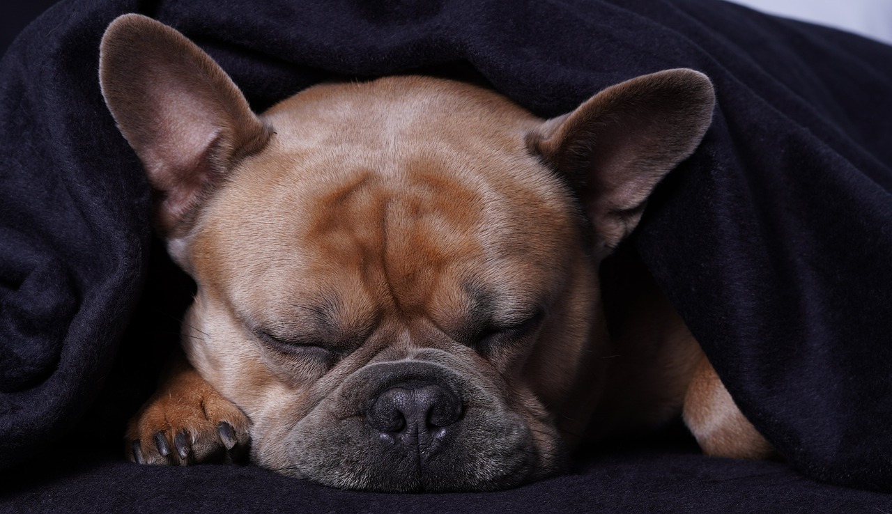 French Bulldog Dog Sleep - Mylene2401 / Pixabay