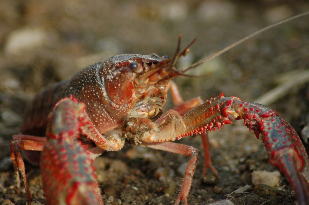 Freshwater Crayfish Shrimp Killer  - BARBARA808 / Pixabay