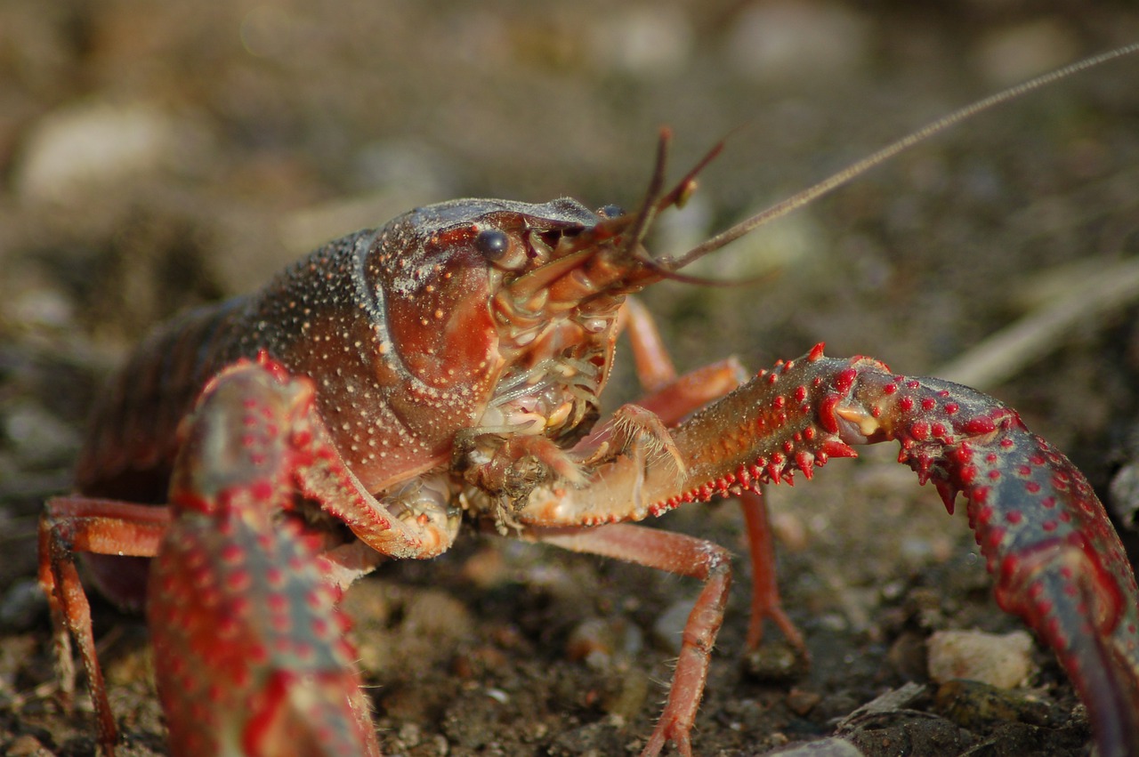 Freshwater Crayfish Shrimp Killer - BARBARA808 / Pixabay
