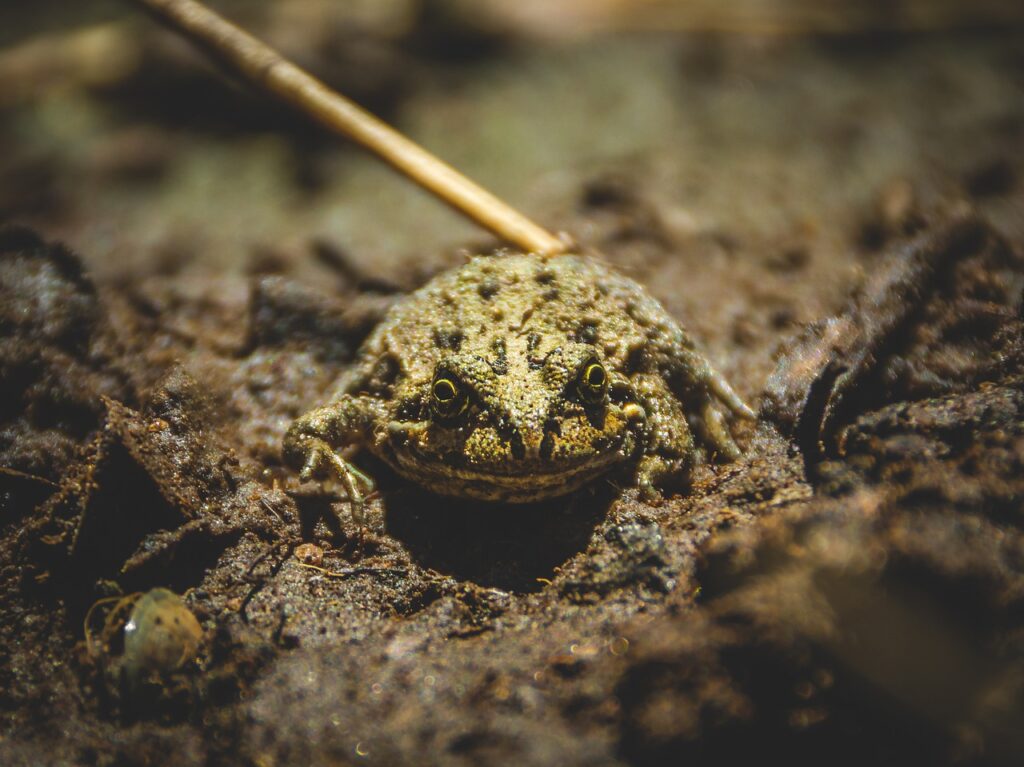 Frog Amphibian Animal Green Frog  - carlssonedgard / Pixabay