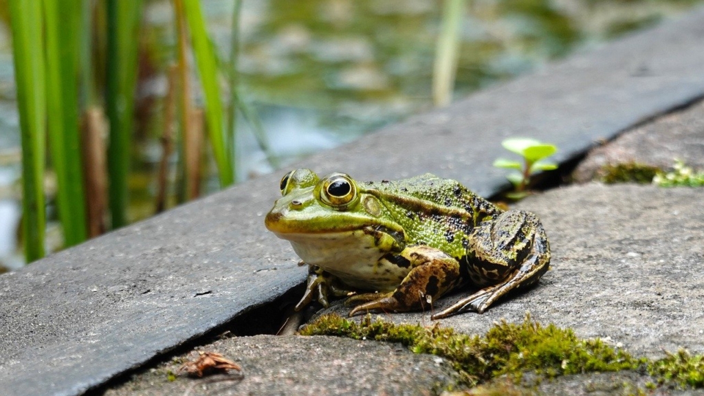 Frog Animal Amphibian Vertebrate  - dassel / Pixabay