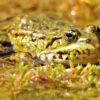 Frog Animal Pond Amphibian  - Arawolf / Pixabay
