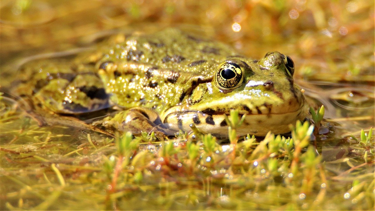 Frog Animal Pond Amphibian  - Arawolf / Pixabay