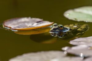 Frog Eyes Pond Amphibians Nature  - suju-foto / Pixabay
