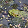Frog Pond Frog Water Frog Amphibian  - Nennieinszweidrei / Pixabay
