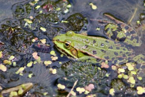 Frog Pond Frog Water Frog Amphibian  - Nennieinszweidrei / Pixabay