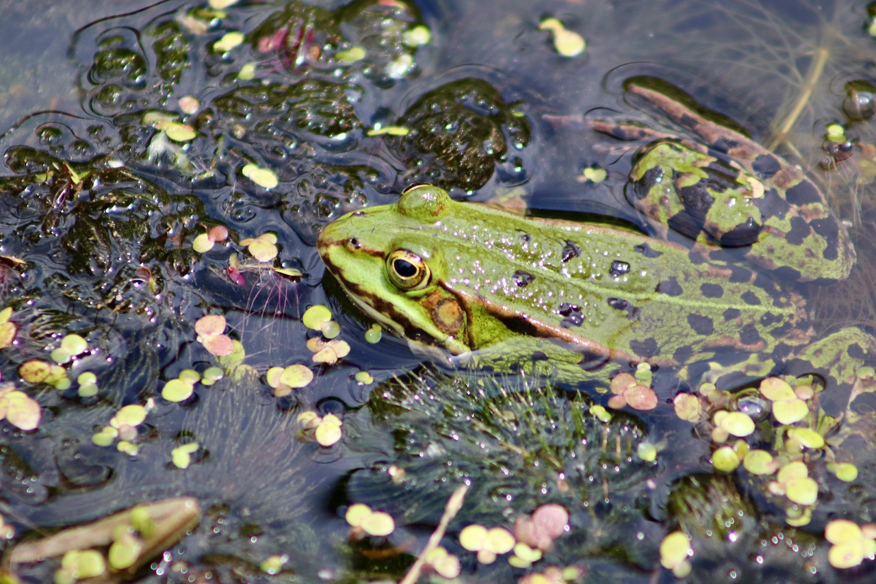 Frog Pond Frog Water Frog Amphibian - Nennieinszweidrei / Pixabay