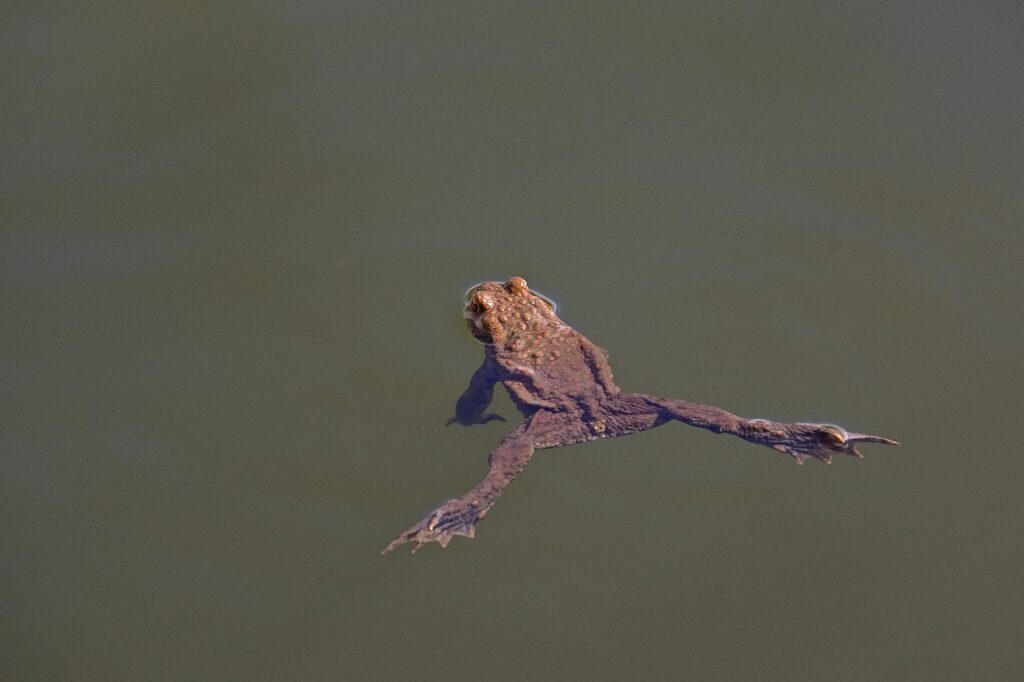 Frog Toad Pond Lkae Amphibian  - jggrz / Pixabay