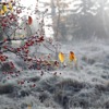 Frost Nature Winter Permafrost  - Gervele / Pixabay