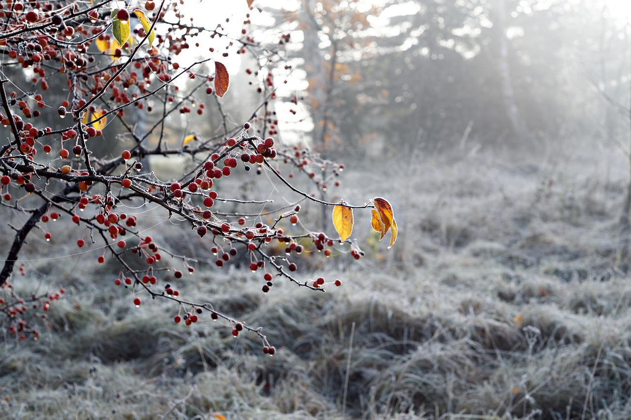 Frost Nature Winter Permafrost - Gervele / Pixabay