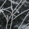 Frost Winter Frozen Snow Nature  - DornCady / Pixabay